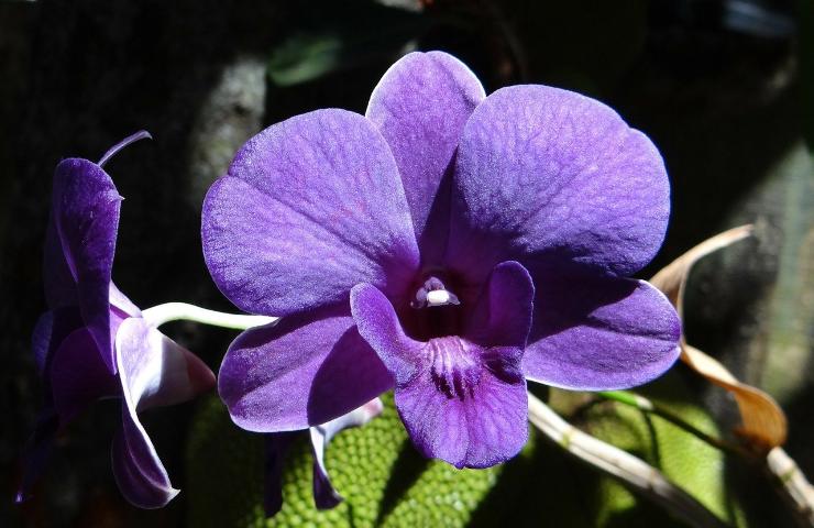 Orchidea viola stelo potatura