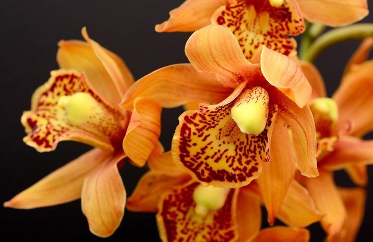 Orchidea arancione radici