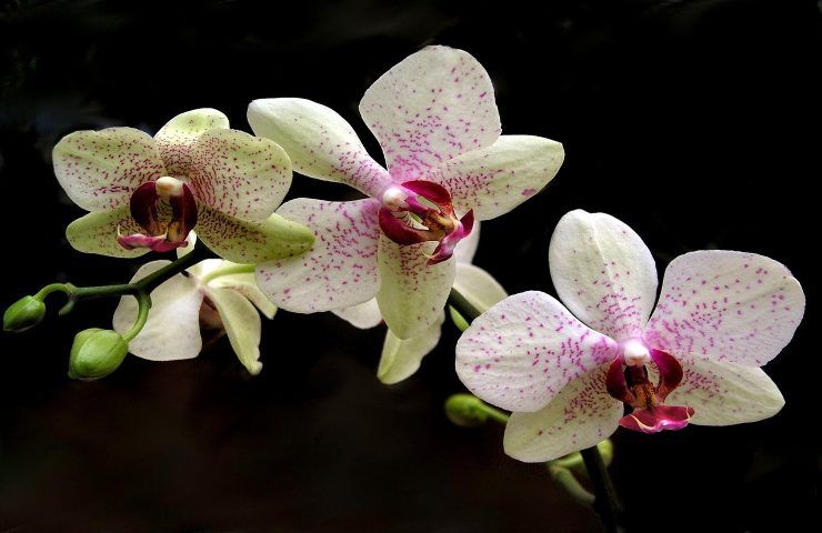 Orchidea bianca fioritura