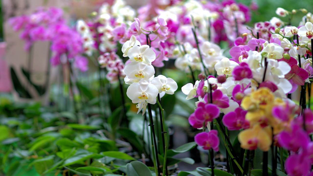 Orchidee fiorite stelo potatura