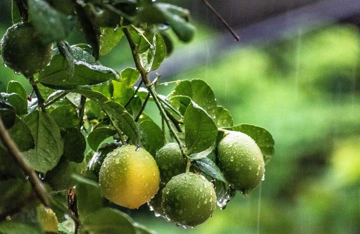Limoni cadono pioggia