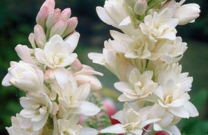 6 Bulbi Di Tuberosa - Fiori Profumati, Facili Da Coltivare, Per Giardino E Fiori Recisi