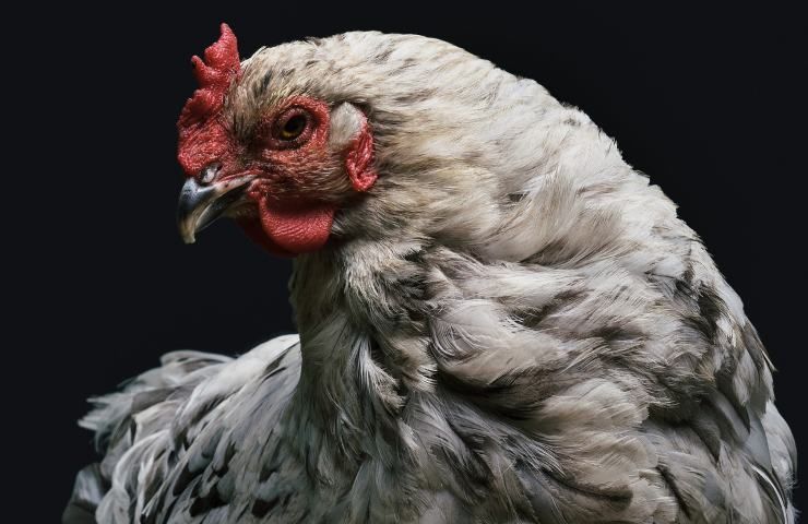 Pollo contaminazione alimento