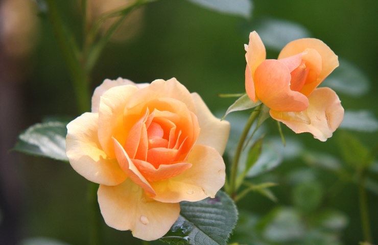 rosa arancione consigli