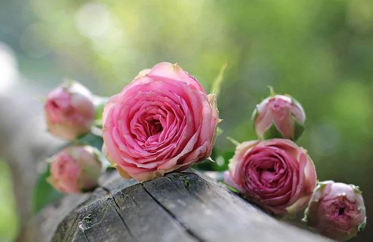 rose rosa potatura