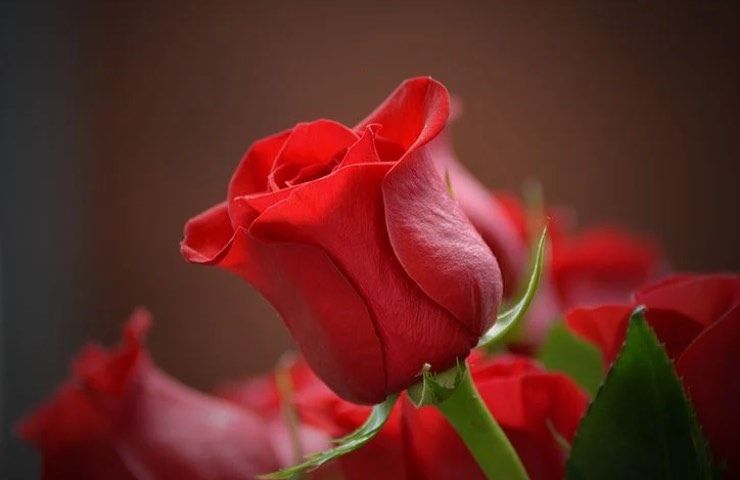 rosa rossa cura