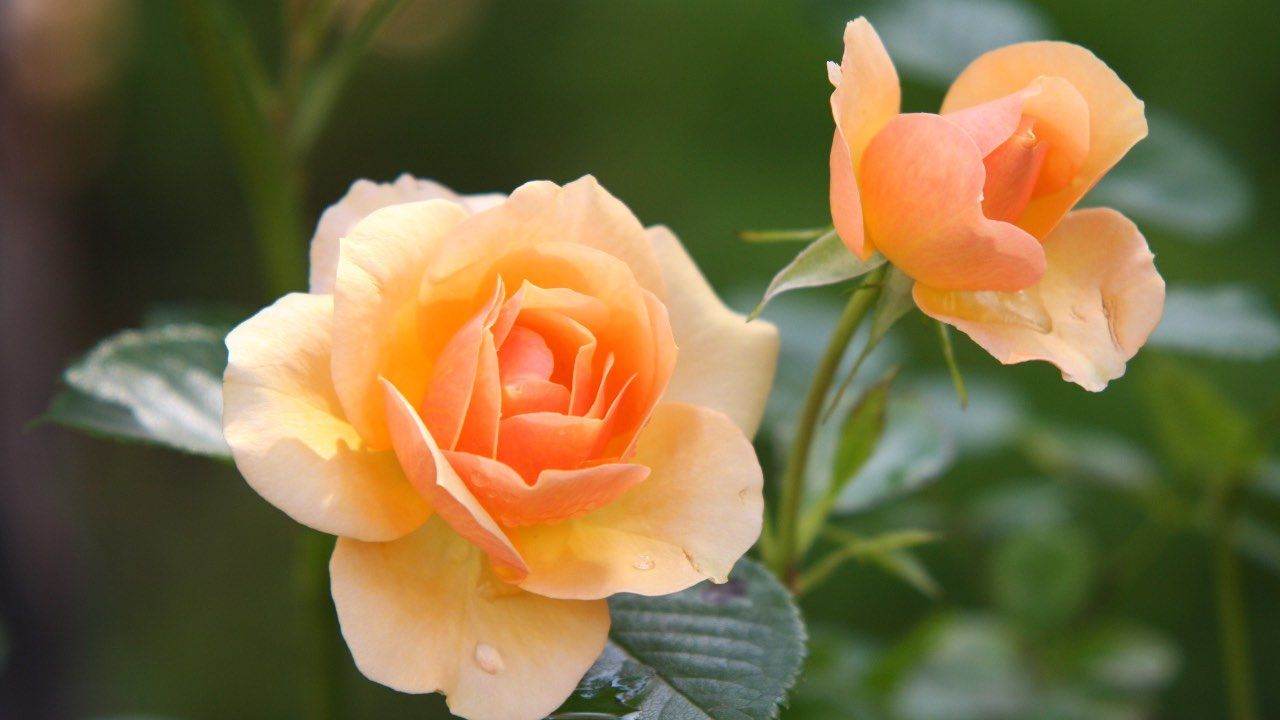 rose fiore irrigazioni