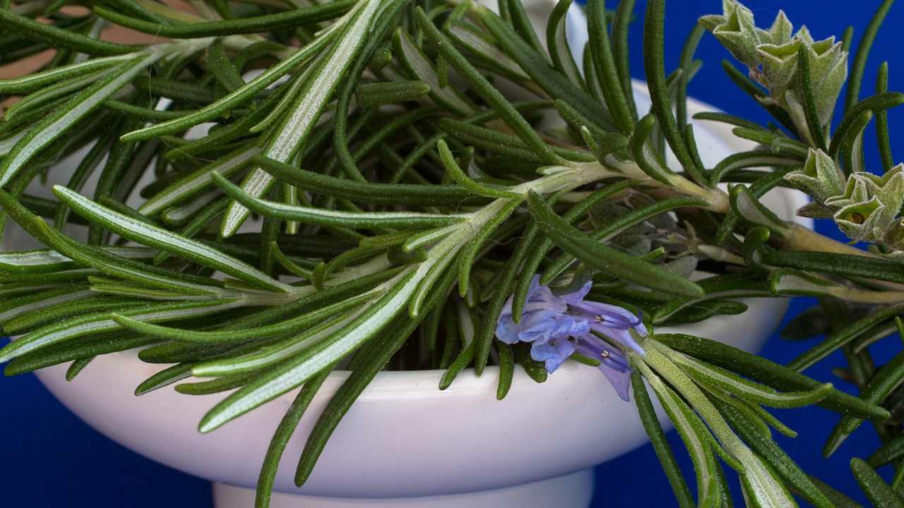 rosmarino fresco metodo nonna