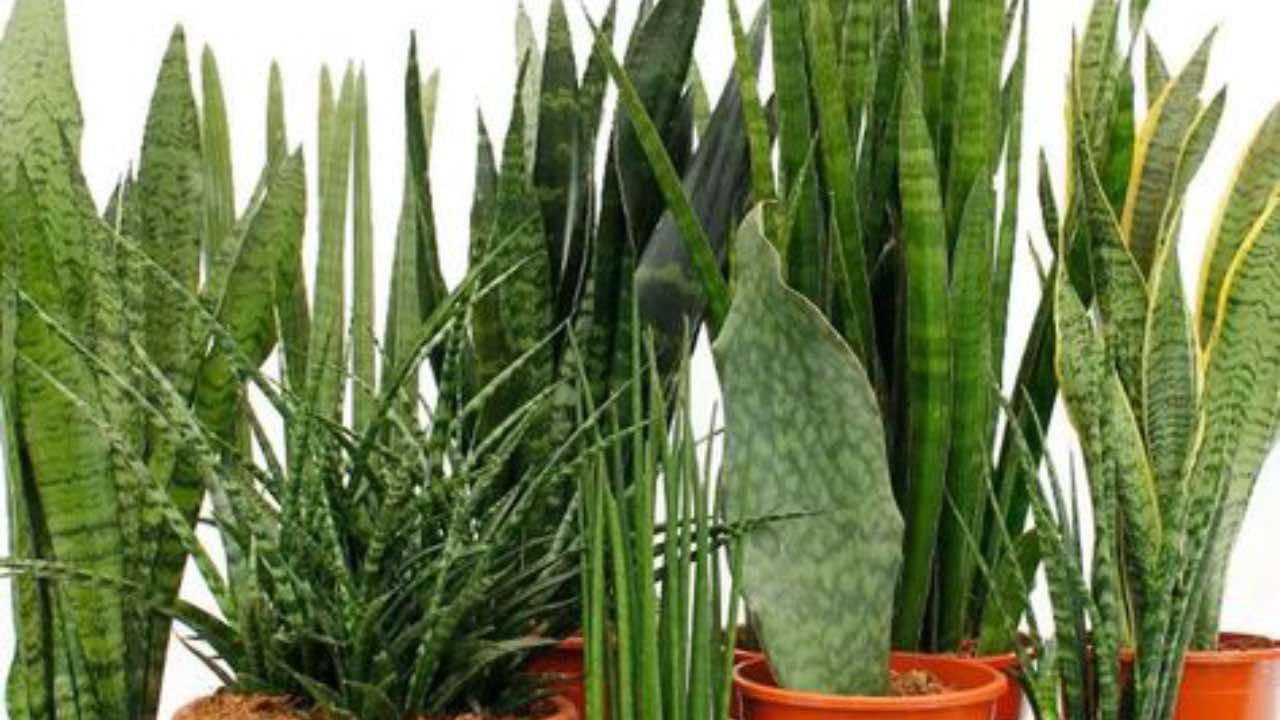 sansevierie vasi cura