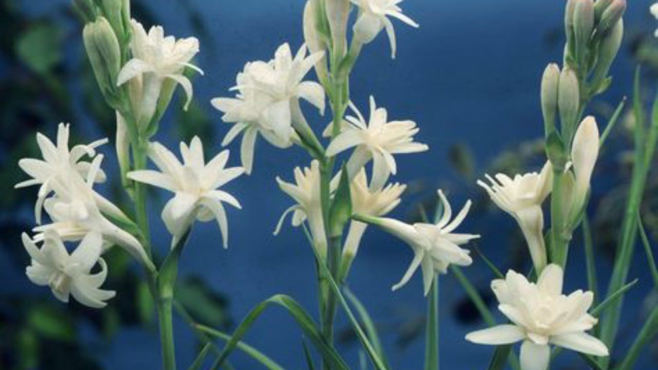 TUBEROSA BIANCA COLTIVAZIONE