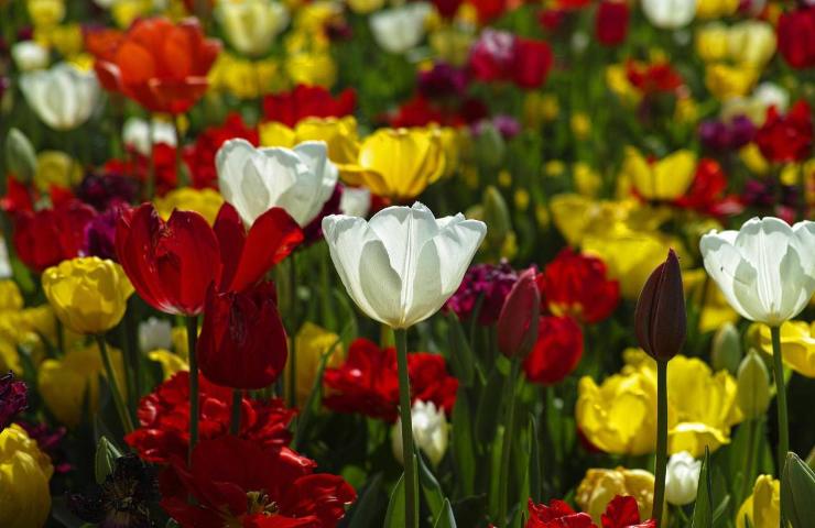 Tulipano simbolo colori