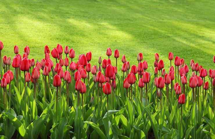 tulipano fioritura