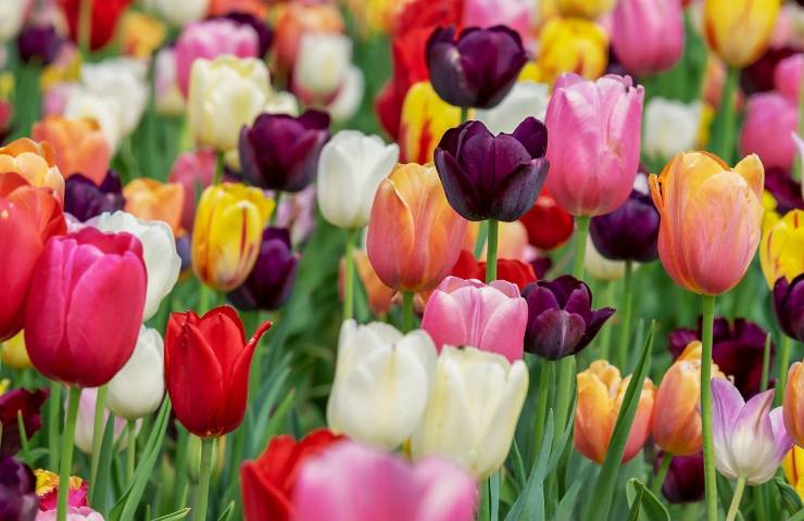 Tulipano simbolo campo