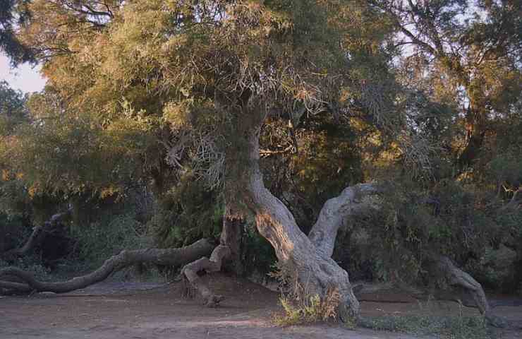 albero vecchio