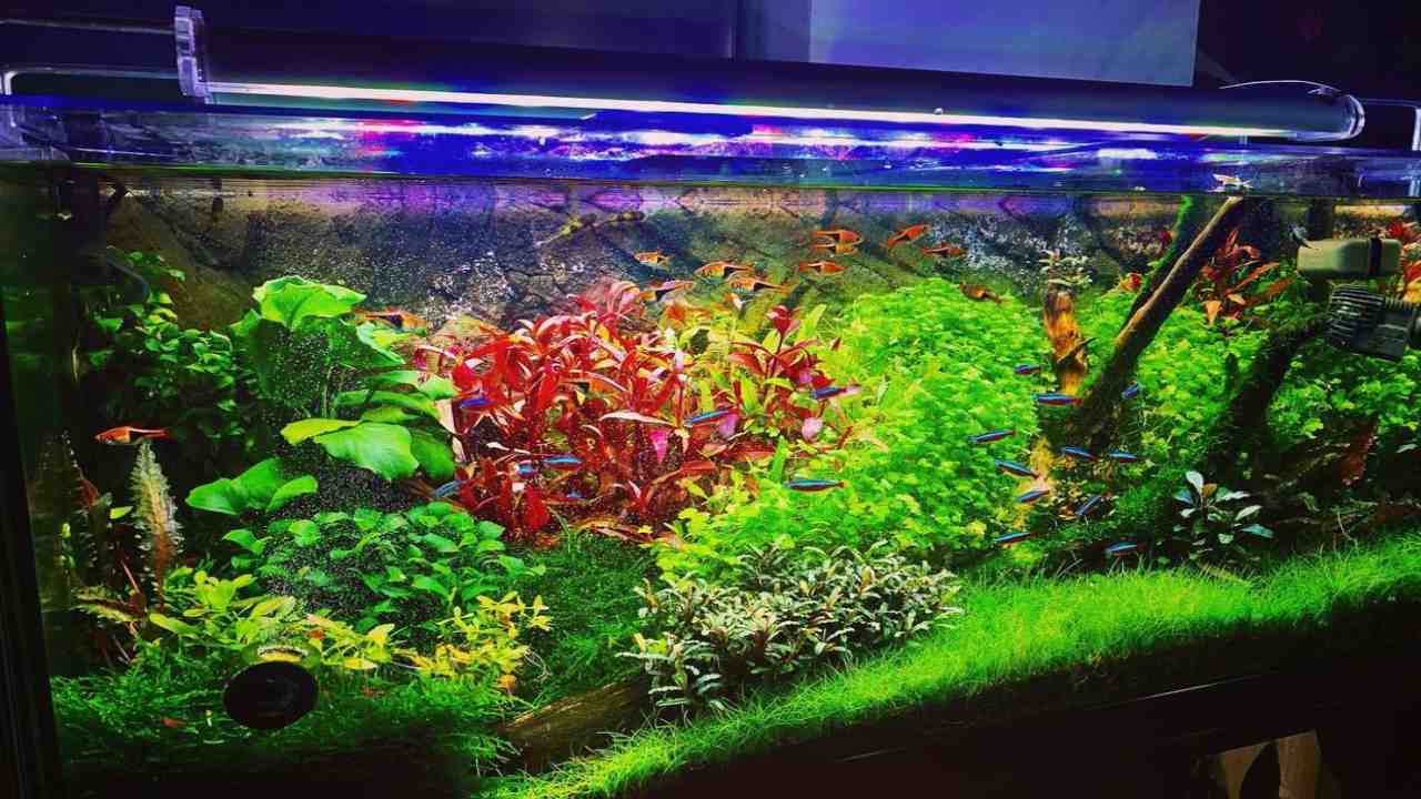 Acquascape ricrearlo modalità