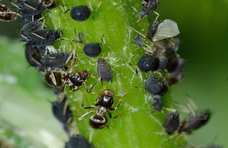 soluzione rimedio contro afidi pidocchi ricetta