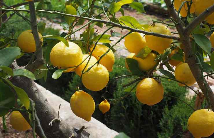 albero limone pianta spine consigli