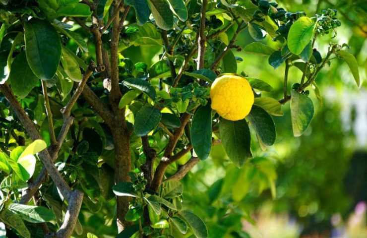 malattie pianta limone