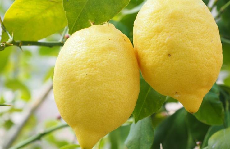 albero limoni crescita rigogliosa