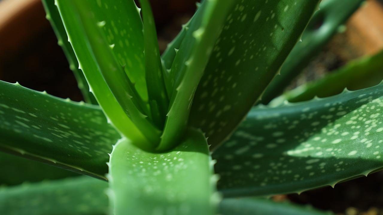 Aloe vero coltivazione home made