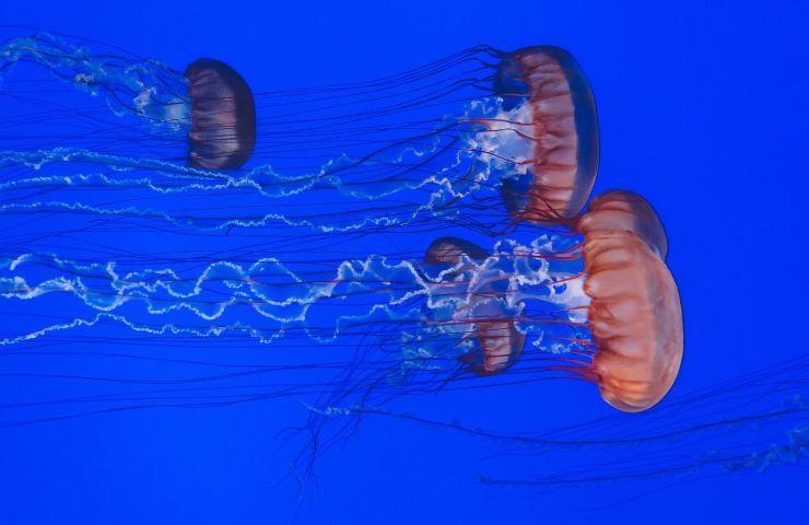 contatto medusa mare