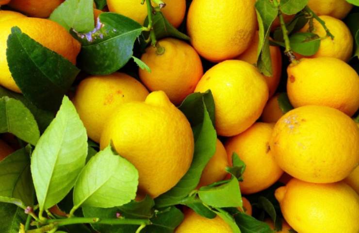 foglie limoni utilizzi