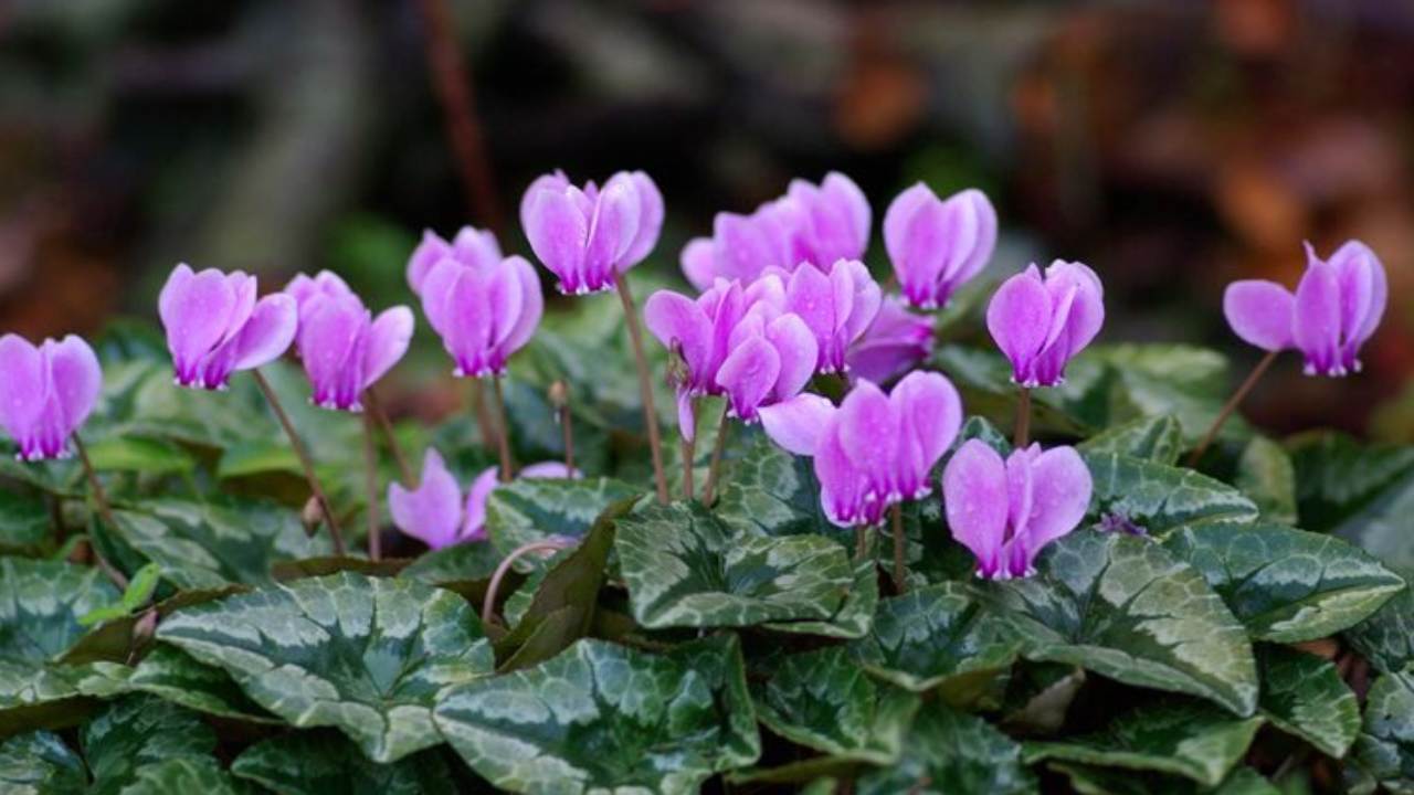 Ciclamini pallini viola saignificato