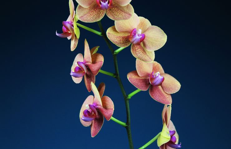 come rinvasare orchidea