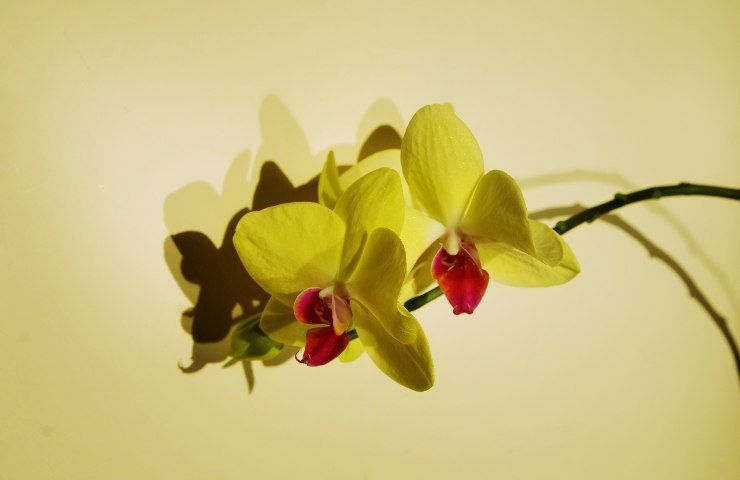 Keiki orchidea cloni pianta madre