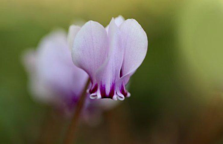 ciclamino fiore viola fioritura