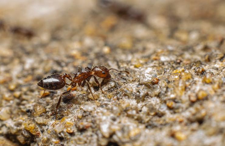 formica marrone