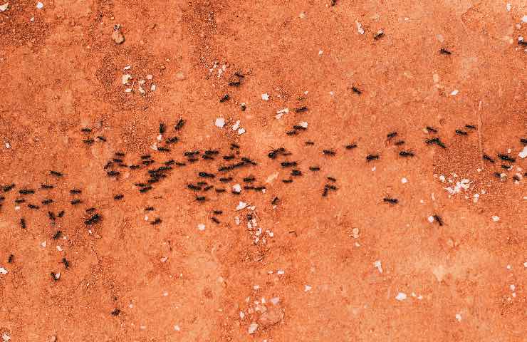 formiche terra rossa repellente