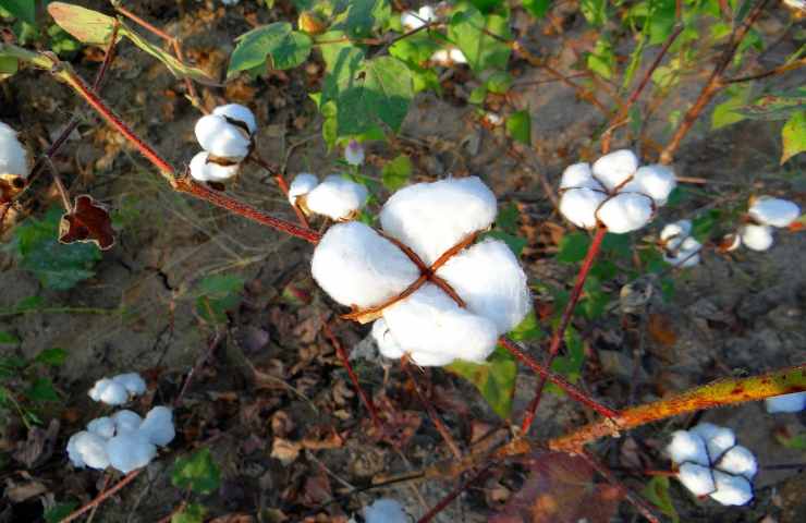 cotone ovatta muffa soluzioni naturali