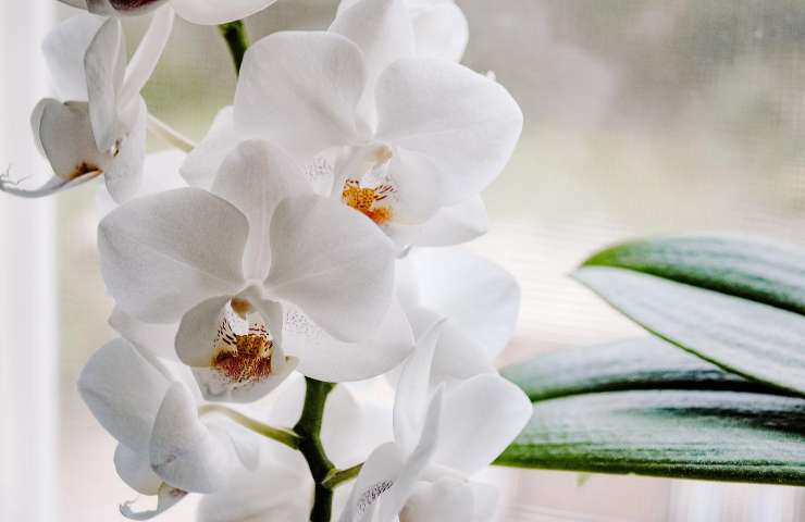 Orchidea non fiorisce come rimediare soluzioni