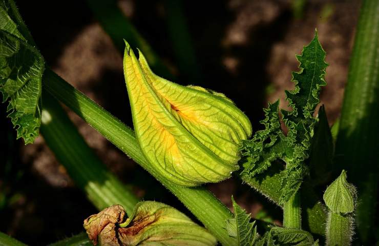 fiore zucchina metodo guida coltivazione vaso