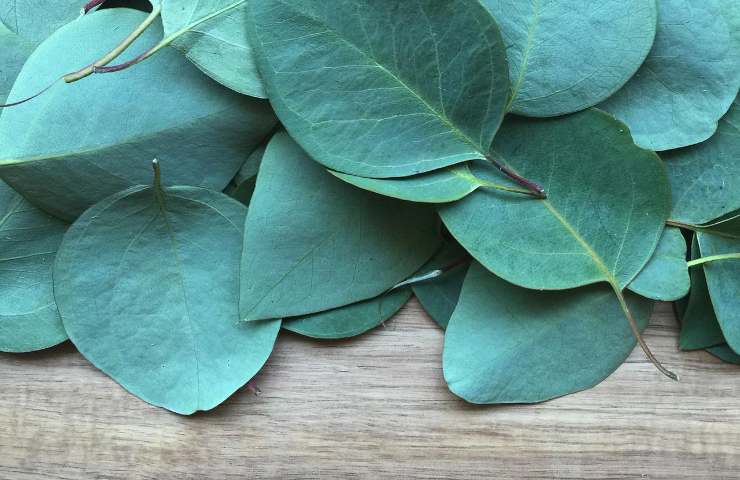 proprietà foglie eucalipto