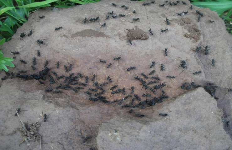 formiche rimedi allontanare agricoltura biologica