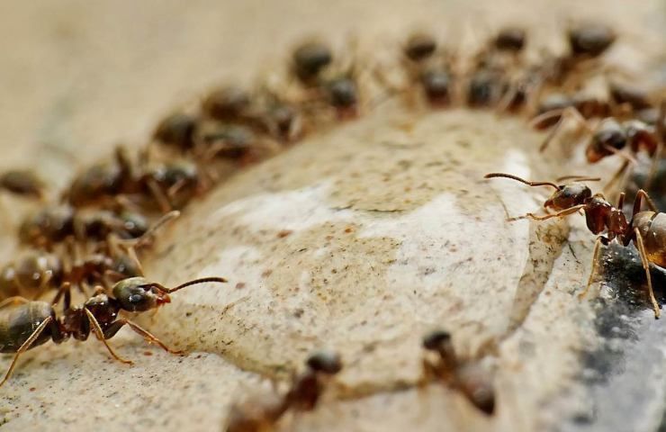 formiche in casa addio 