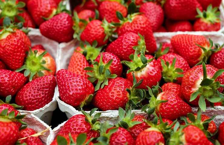 preparazione liquore fragole