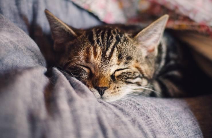 gatto protezione caldo estivo 