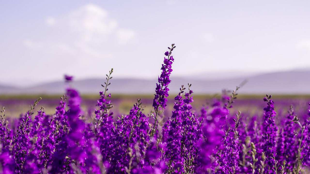 lavanda