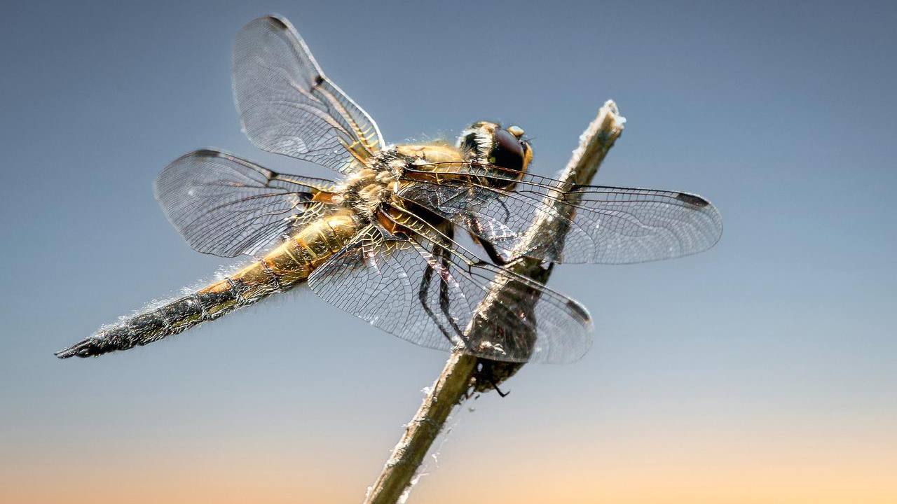 lista insetti casa estate