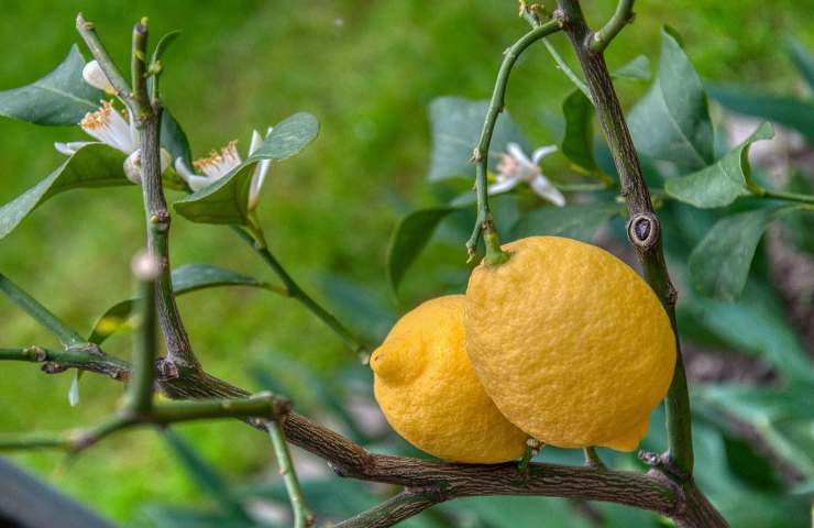 riproduzione talea albero limoni