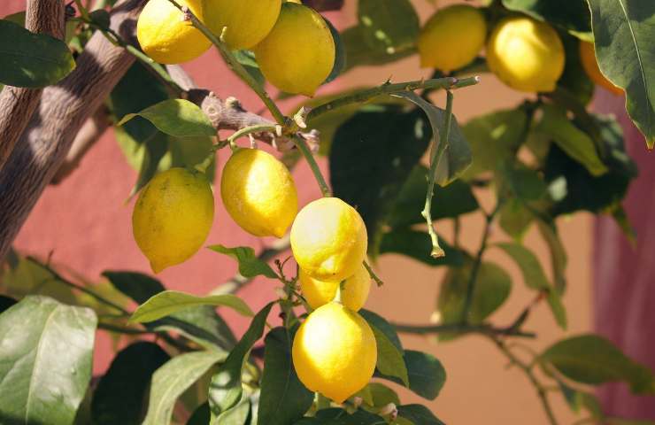 Limoni talea realizzarla moltiplicazione pianta
