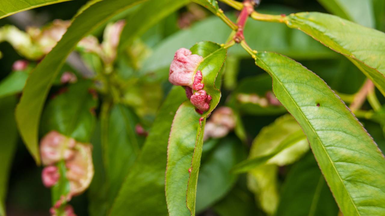 bolla pesco malattia