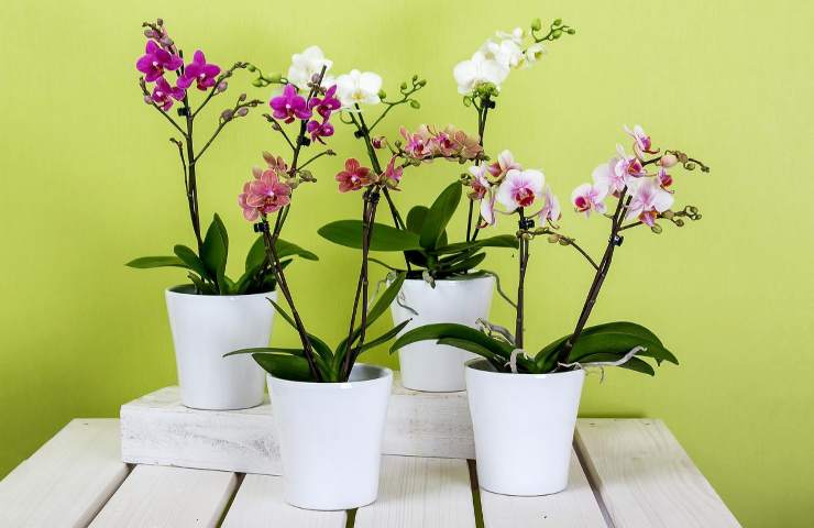 orchidee 5 motivi pulire foglie