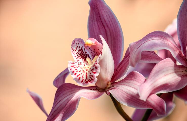rinvasare orchidea metodo