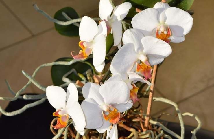 Orchidea boom fioritura rimedi 