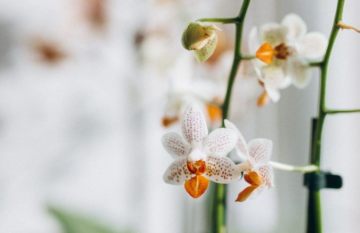 Keiki orchidea cura