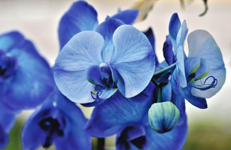 orchidea blu segreto colore